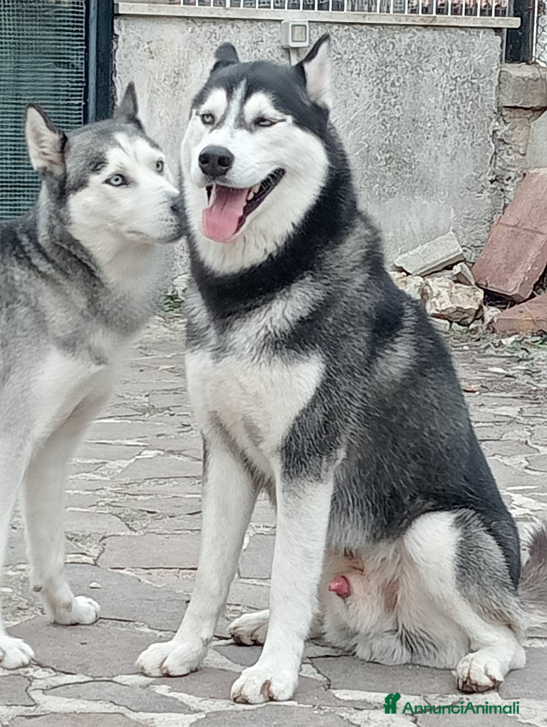 Husky cani in vendita: Cuccioli Di Siberian Husky  - Annuncio 1