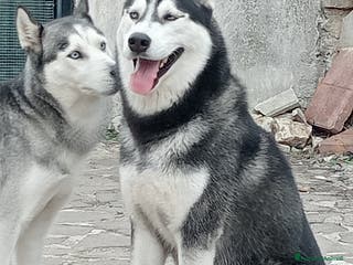 Husky cani Cuccioli Di Siberian Husky - Annuncio 3