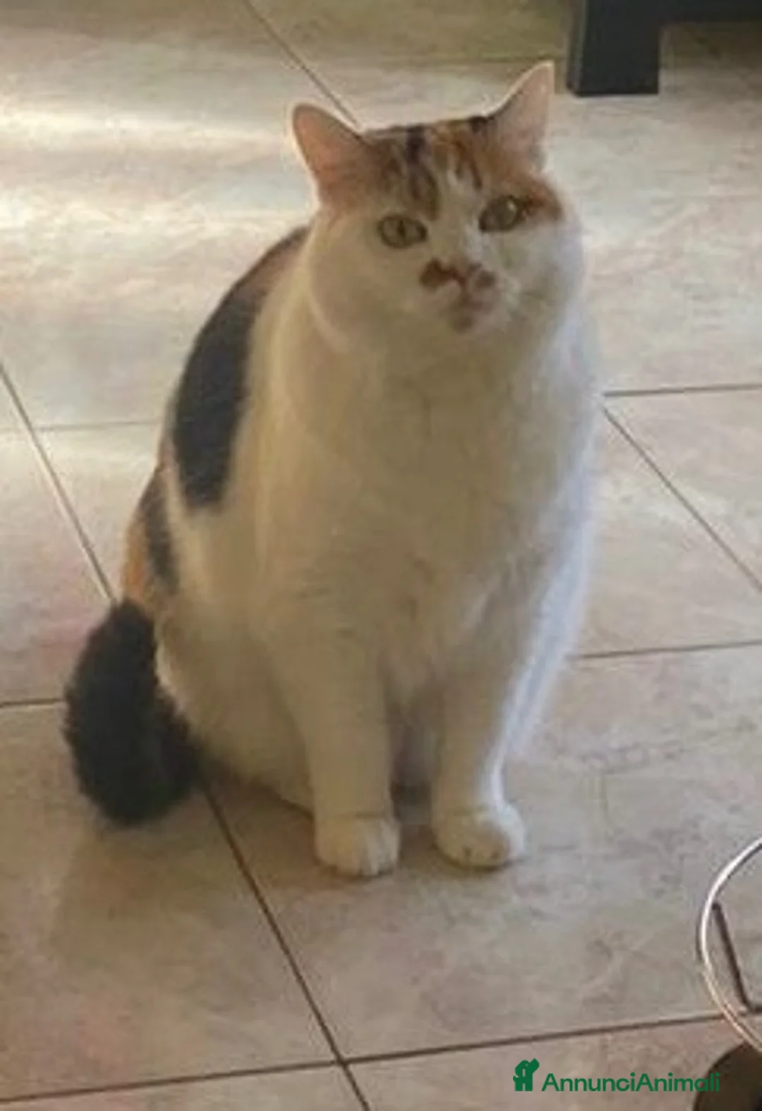 Europeo gatti in regalo: Gattina dolcissima cerca famiglia  a Provincia di Varese - Annuncio 2