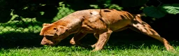 Pitbull cani in regalo: KIRA DAL DIVANO AL CANILE, IN ADOZIONE - Annuncio 2