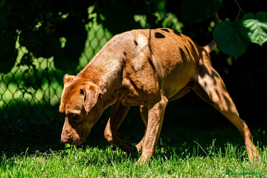Pitbull cani in regalo: KIRA DAL DIVANO AL CANILE, IN ADOZIONE - Annuncio 2