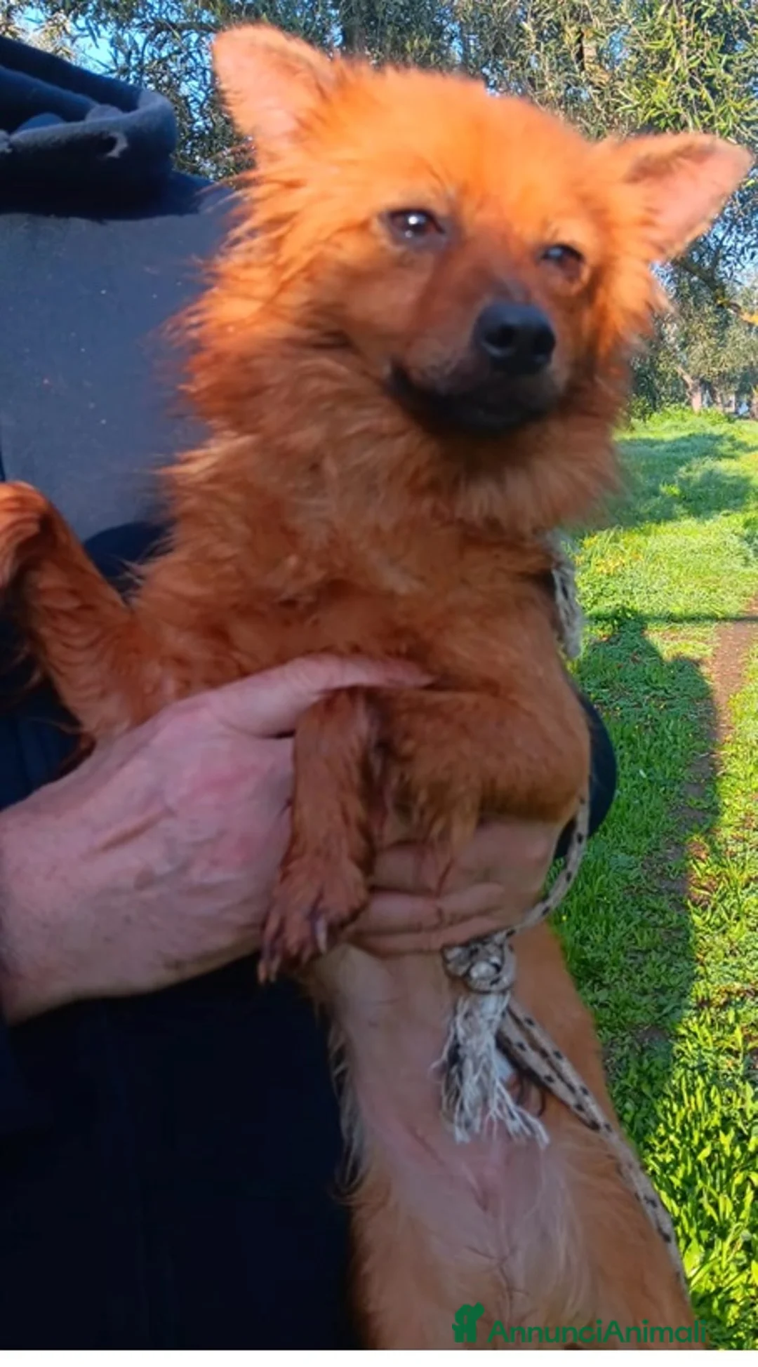 Volpino Italiano cani in regalo: Volpinetta in adozione - Annuncio 2