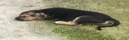 Meticcio cani in regalo: IL TENERO E PICCOLO TARZAN a Città metropolitana di Roma Capitale - Annuncio 2