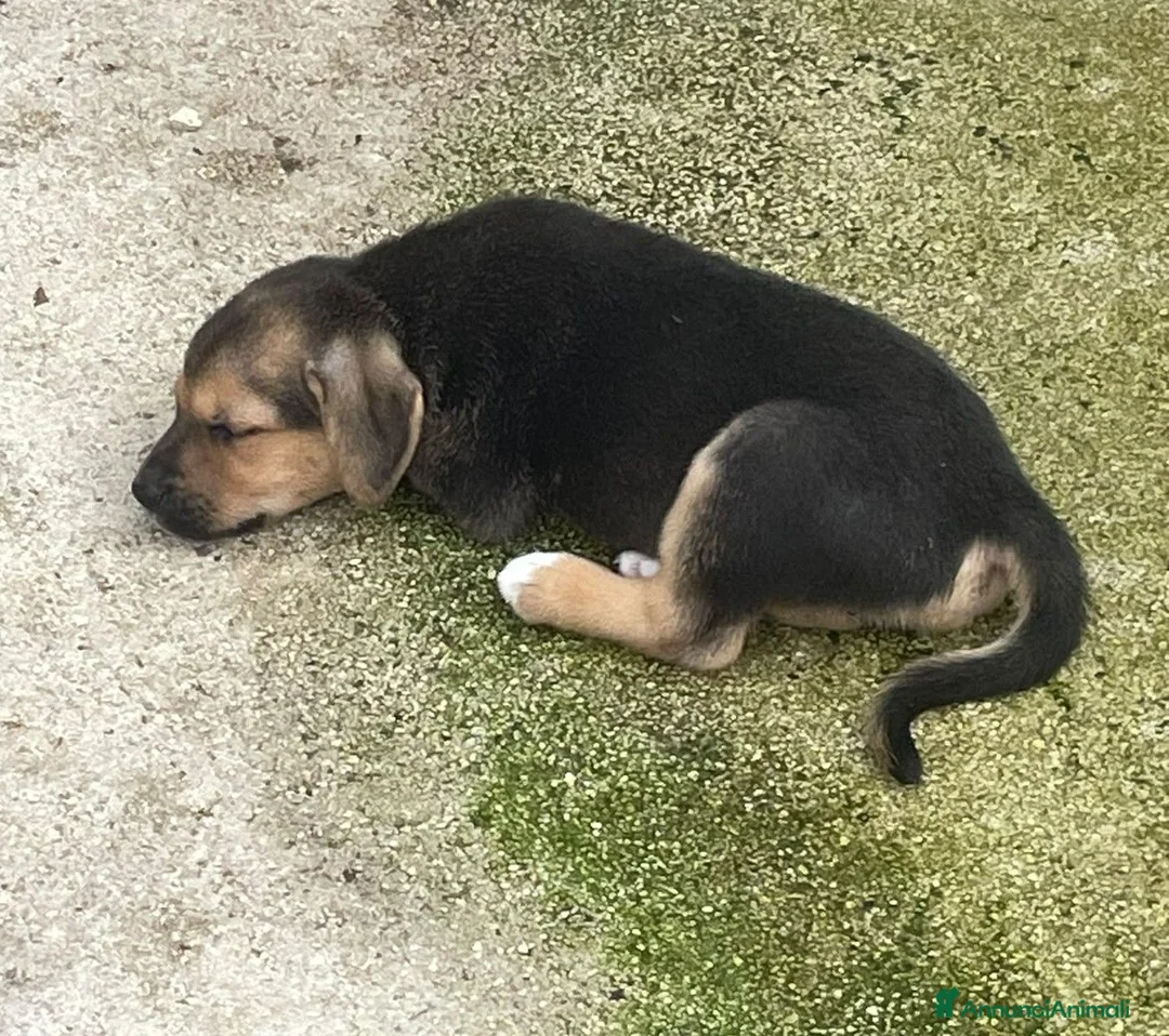 Meticcio cani in regalo: IL TENERO E PICCOLO TARZAN a Città metropolitana di Roma Capitale - Annuncio 2