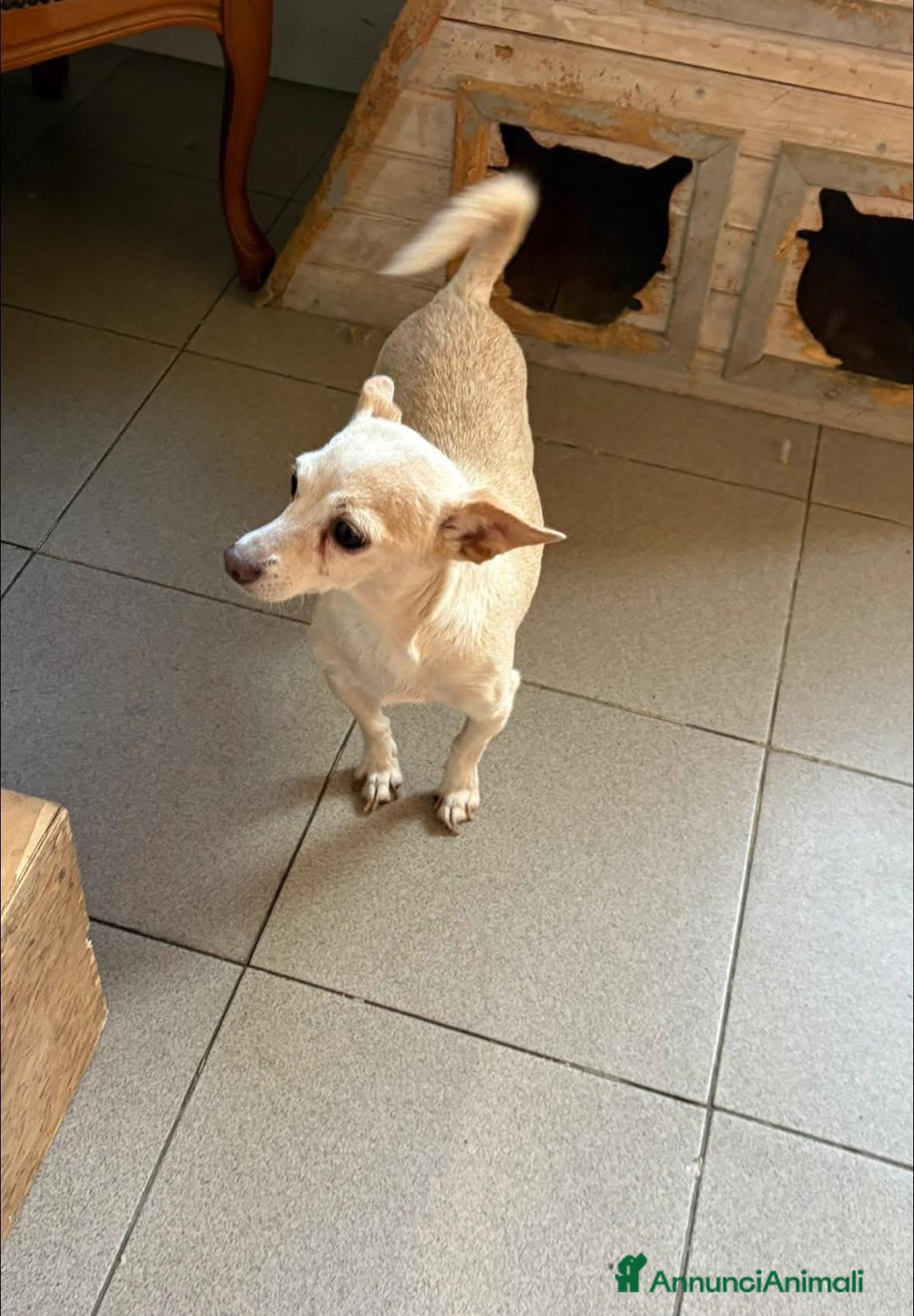 Chihuahua cani in regalo: Luna ♥️ - Annuncio 2