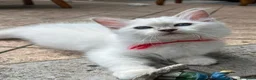 Sacro di Birmania gatti in vendita: Gattina sacro di Birmania a Città metropolitana di Milano - Annuncio 3