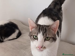 Europeo gatti in regalo: MIELE, affettuoso micio in adozione! - Annuncio 1