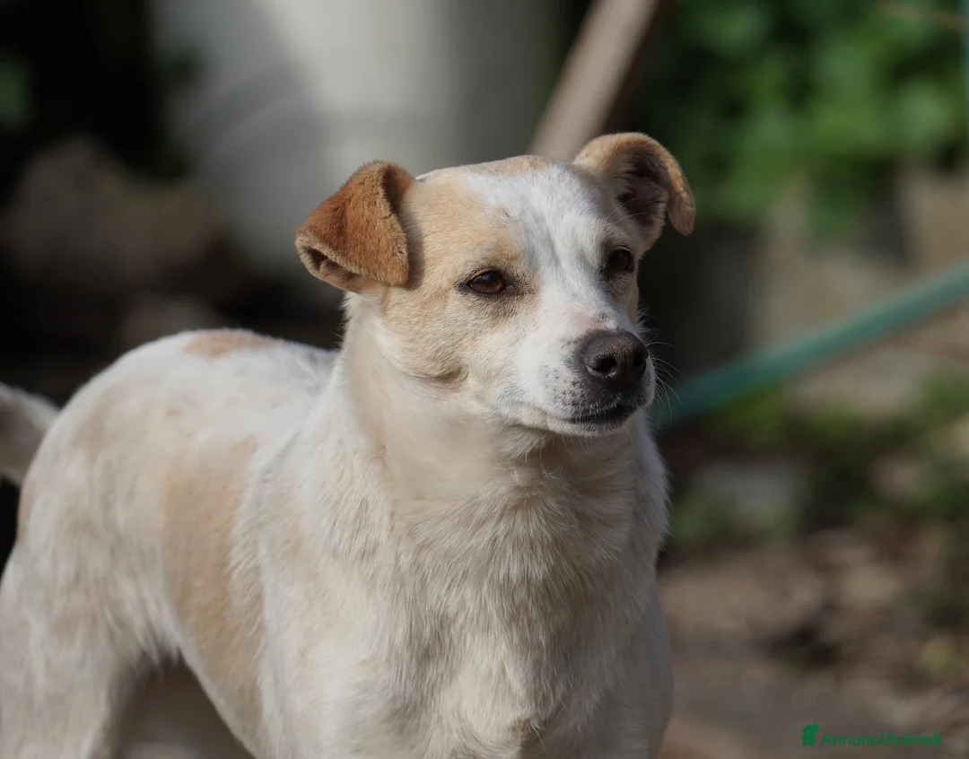 Meticcio cani in regalo: Panna, adozione del ❤️ - Annuncio 1