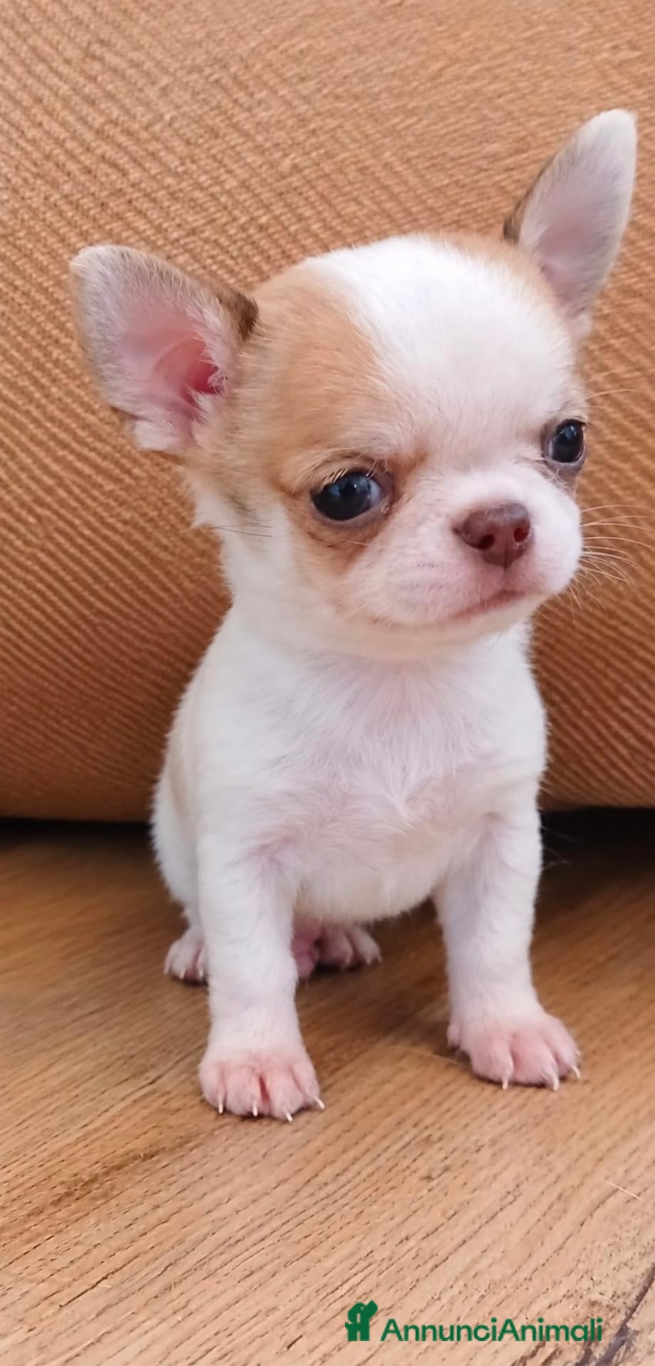 Chihuahua cani chihuahua - Annuncio 10