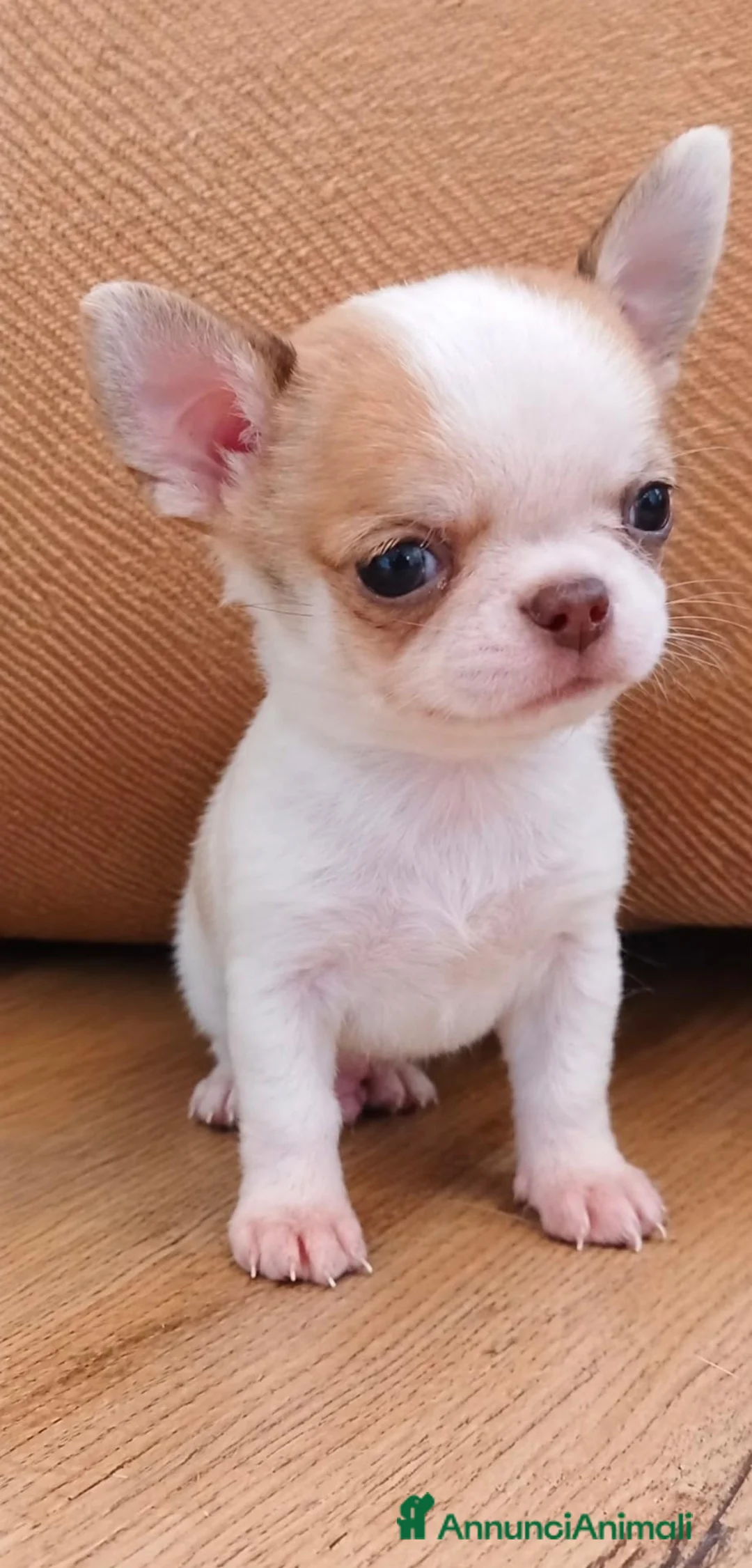 Chihuahua cani in vendita: chihuahua a Città metropolitana di Milano - Annuncio 2