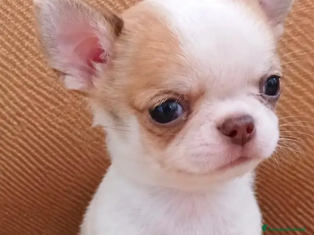 Chihuahua cani in vendita: chihuahua - Annuncio 3