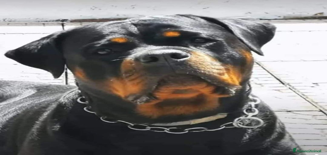 Immagine della galleria {{count}}