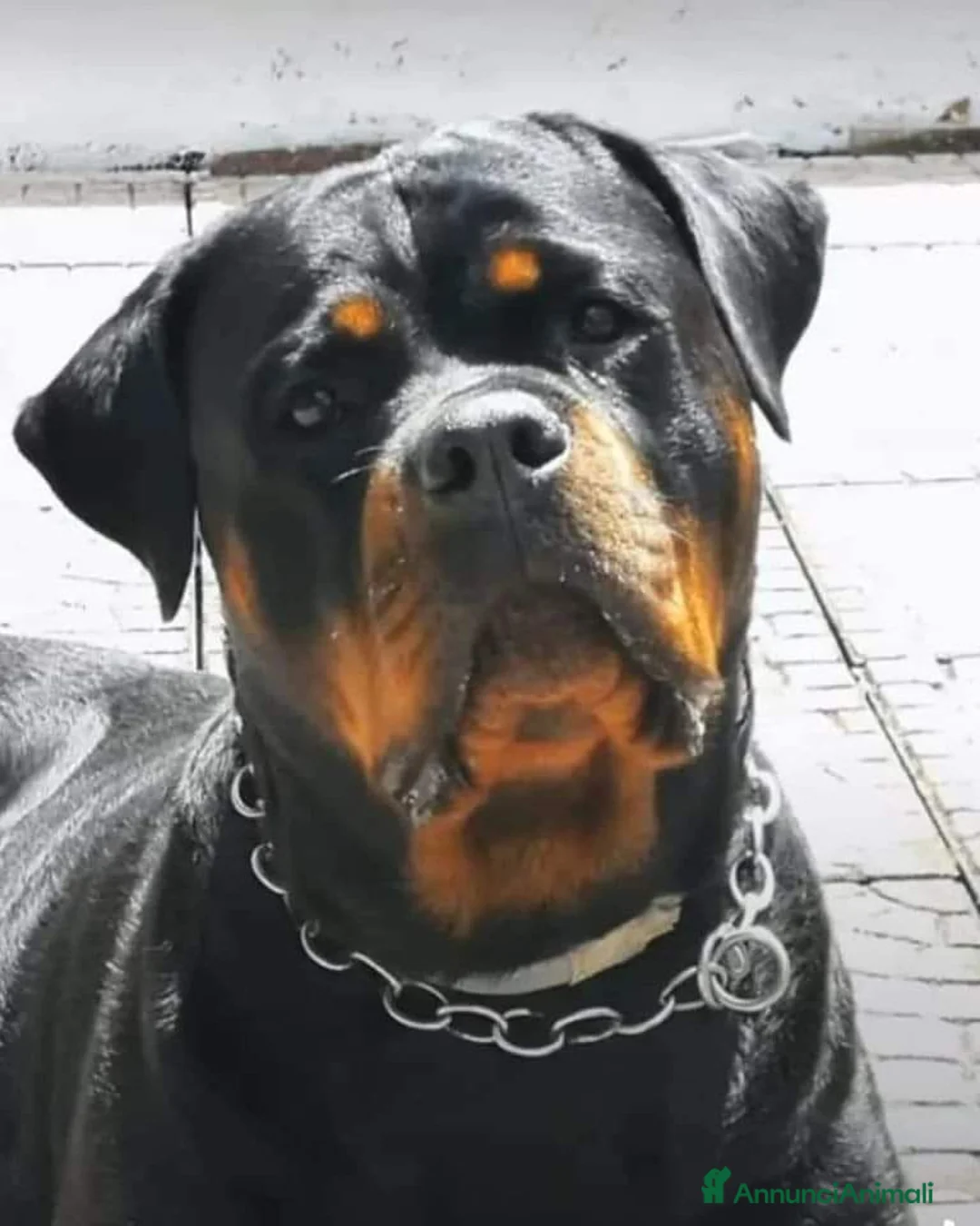 Immagine della galleria {{count}}