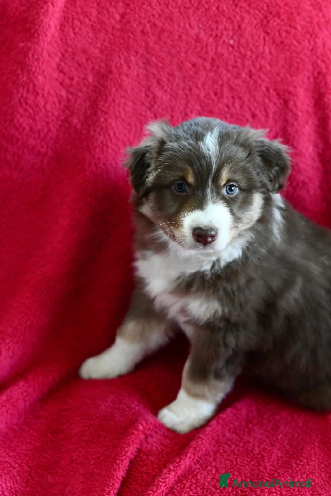 Australian Shepherd cani in vendita: Cuccioli di Pastore Australiano  - Annuncio 9