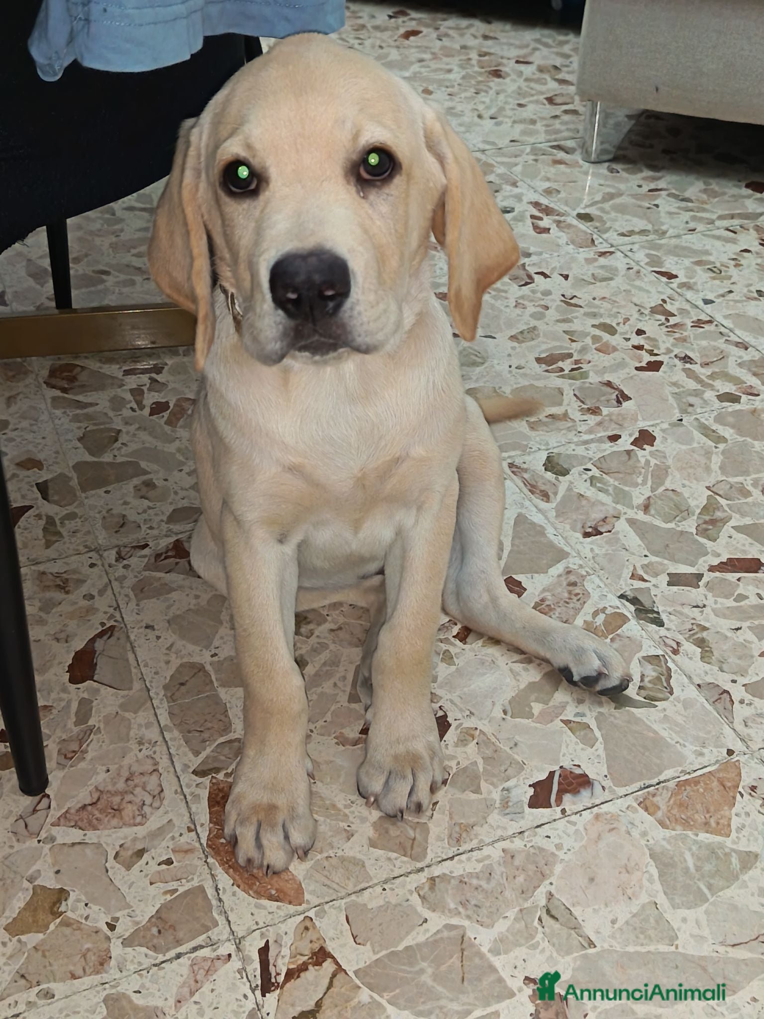 Labrador cani Labrador Retriever - Annuncio 9