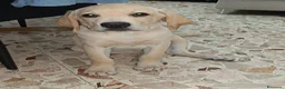 Labrador cani in vendita: Labrador Retriever - Annuncio 1