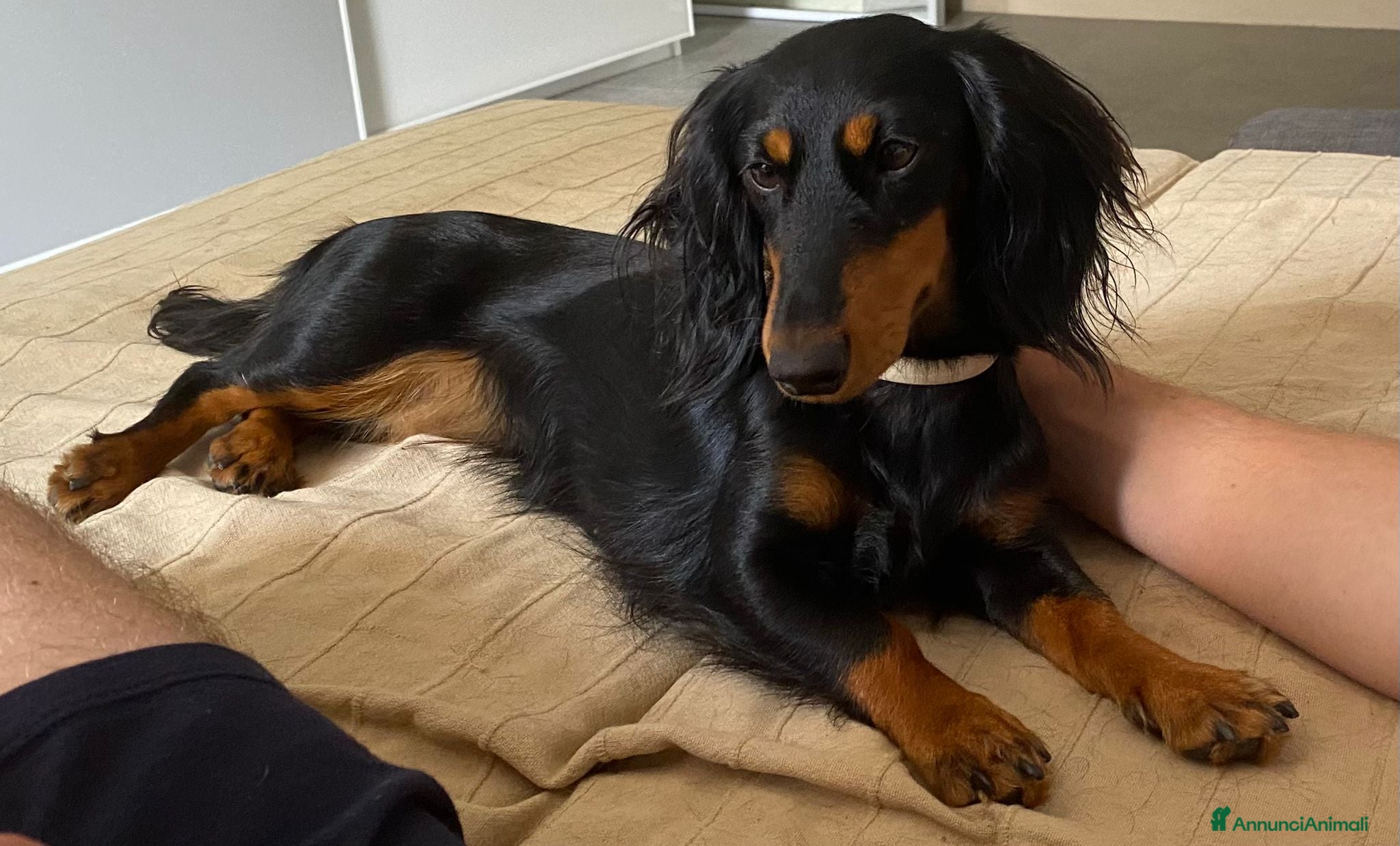 Bassotto cani Bassotto nano tedesco - Annuncio 29