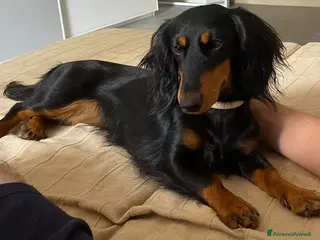 Bassotto cani Bassotto nano tedesco - Annuncio 4