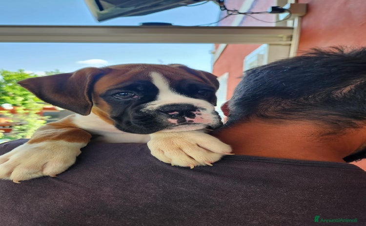 Boxer cani a Città metropolitana di Roma Capitale - Annuncio 1