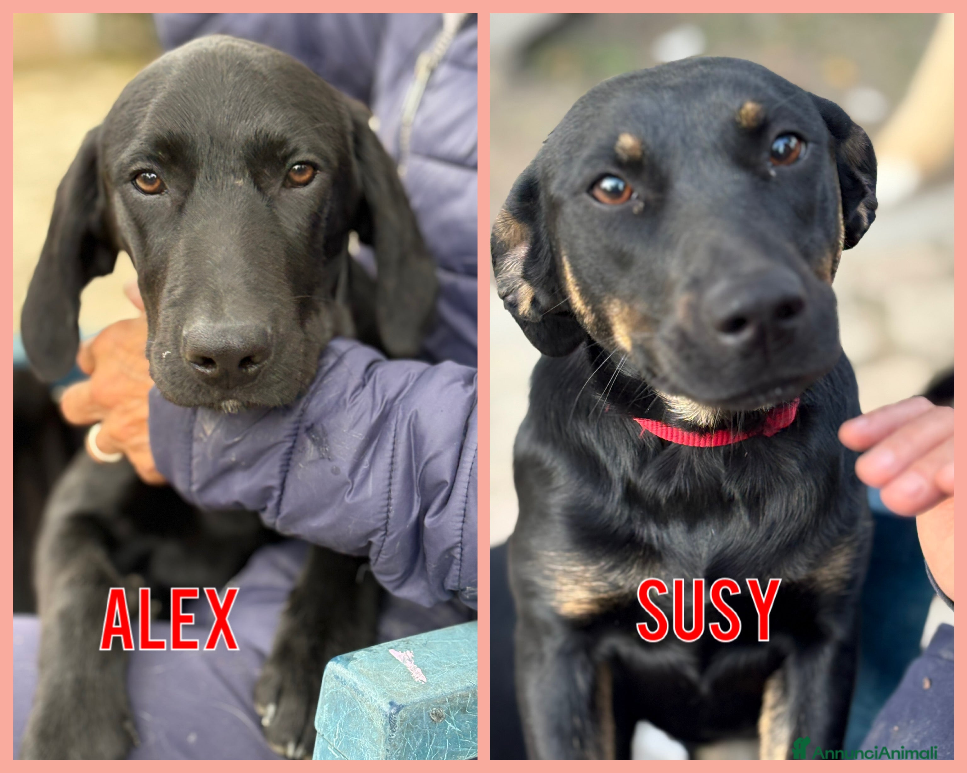 Altre razze cani Alex e Susy cuccioli di 5 e 10 mesi cercano casa - Annuncio 41
