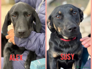 Altre razze cani Alex e Susy cuccioli di 5 e 10 mesi cercano casa - Annuncio 22
