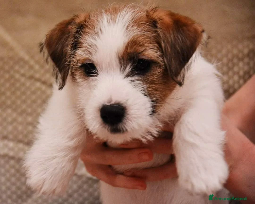 Immagine della galleria {{count}}