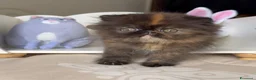 Persiano gatti in vendita: 🌸 Annarita Orietta🌸 - Annuncio 4