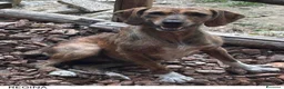 Segugio Maremmano cani in regalo: Regina 9’kg di energia e simpatia - Annuncio 1