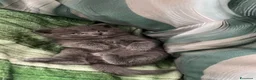 Scottish gatti in vendita: Cucciola Scottish Straight  - Annuncio 3