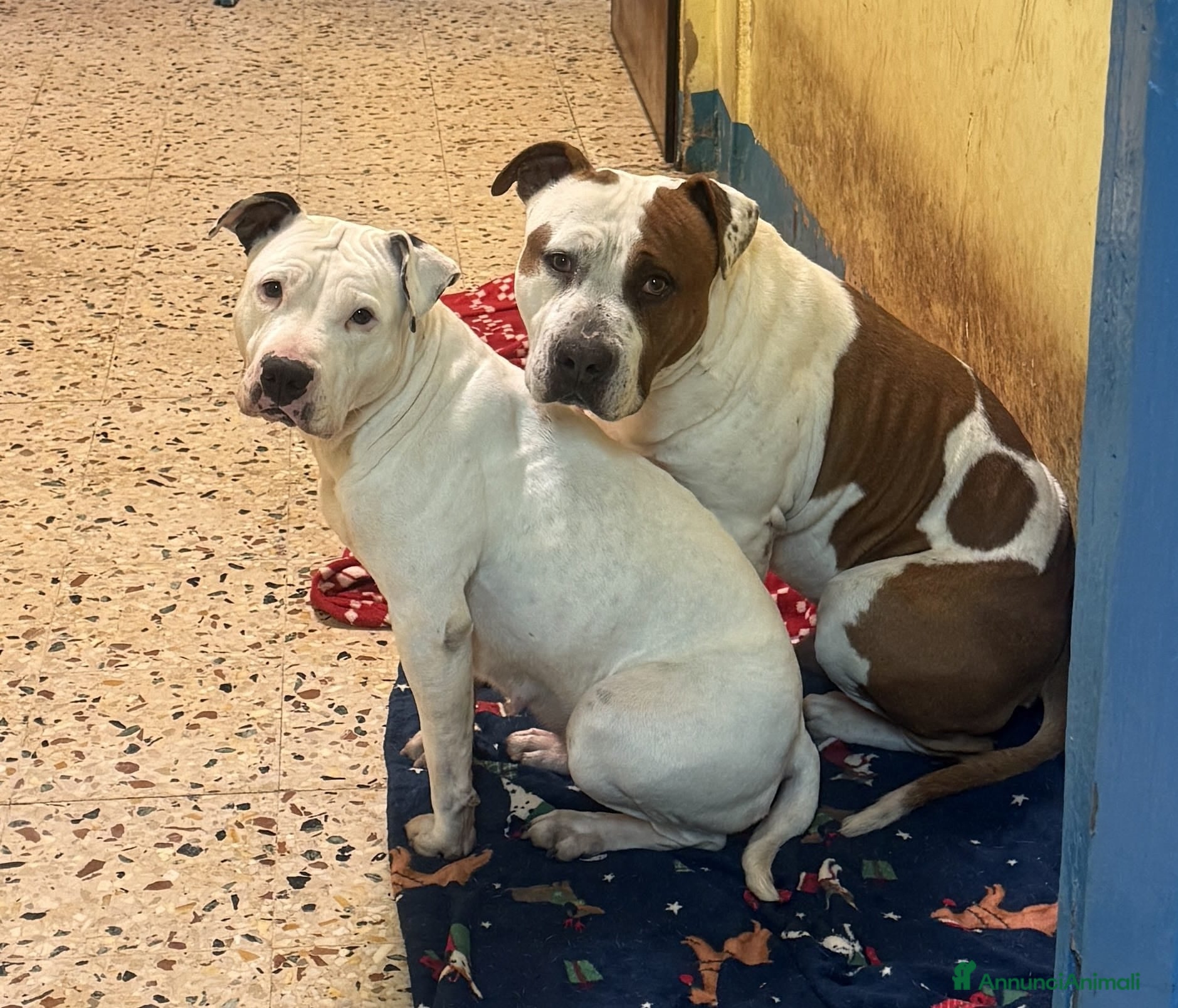 American Staffordshire cani Cucciole di American Staffordshire Terrier  - Annuncio 3