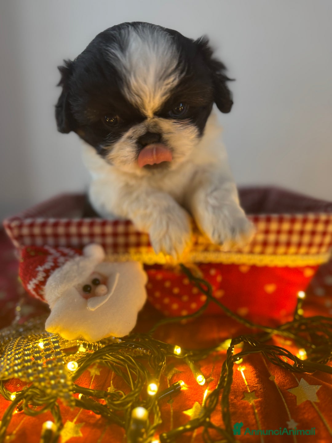 Pechinese cani in vendita: Cuccioli pechinese - Annuncio 7