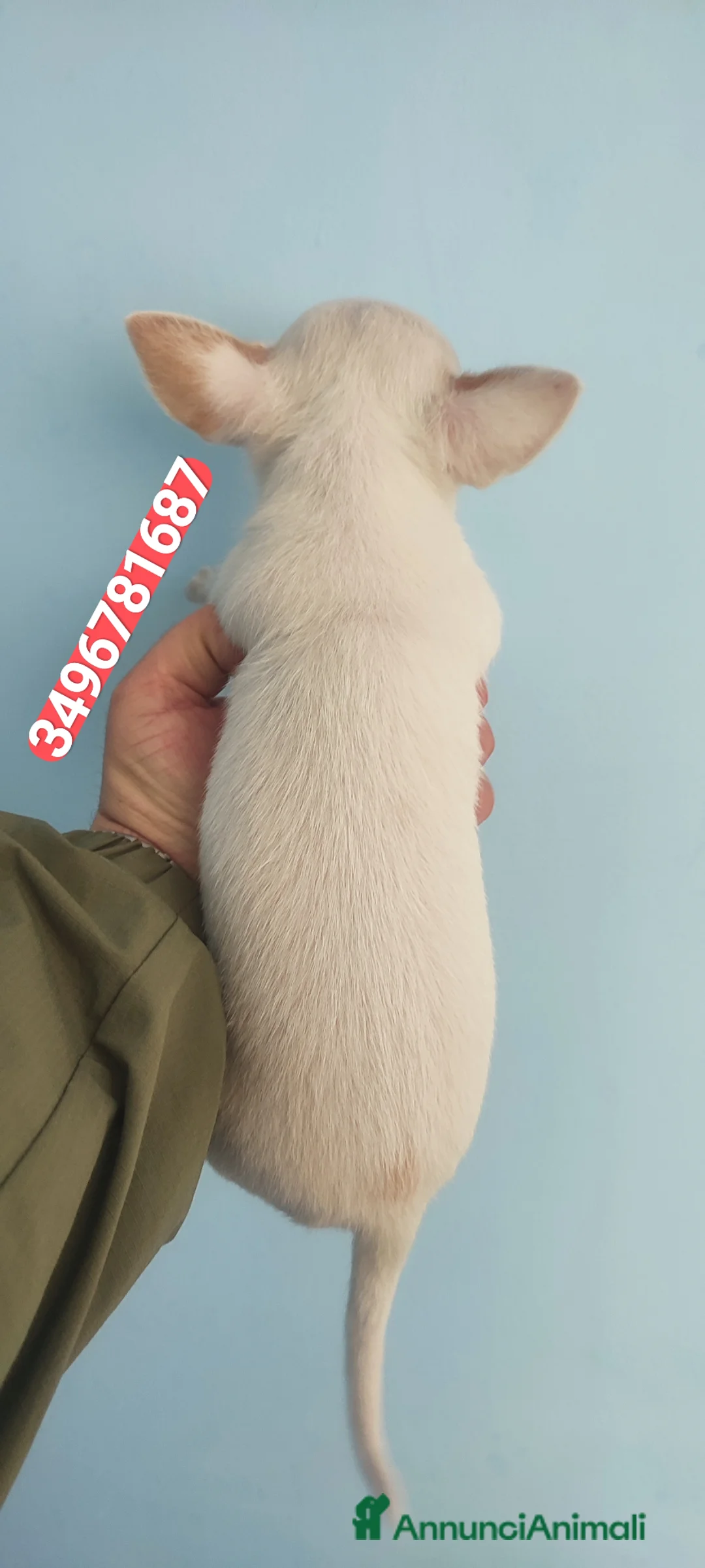 Chihuahua cani in vendita: CHIHUAHUA stupendo coccolino - Annuncio 3