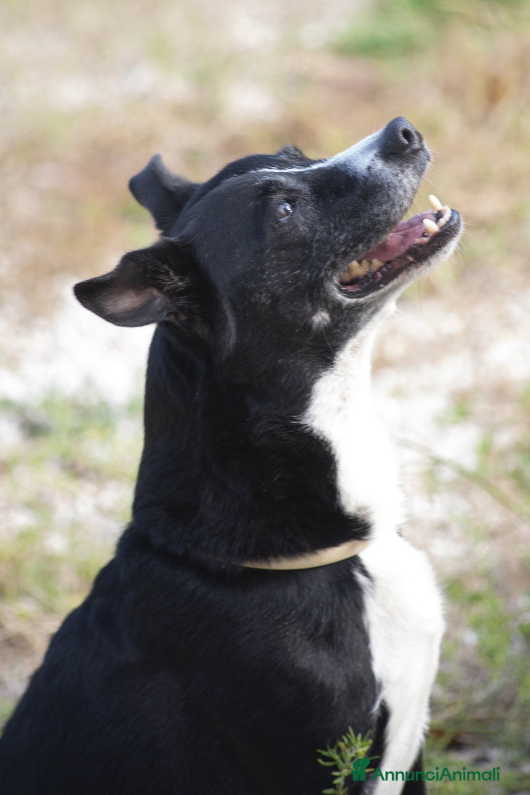 Meticcio cani in regalo: NONNO OREO HA BISOGNO DI UNA CASA E  TANTO AMORE - Annuncio 4