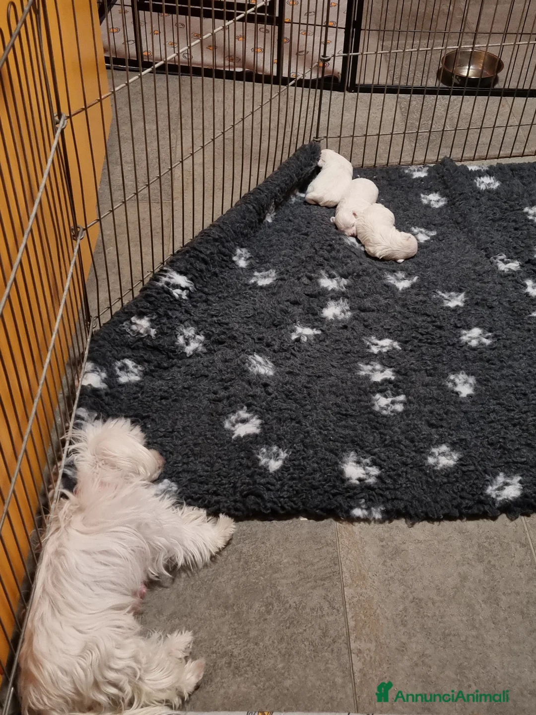 Maltese cani in vendita: CUCCIOLI MALTESI - Annuncio 2