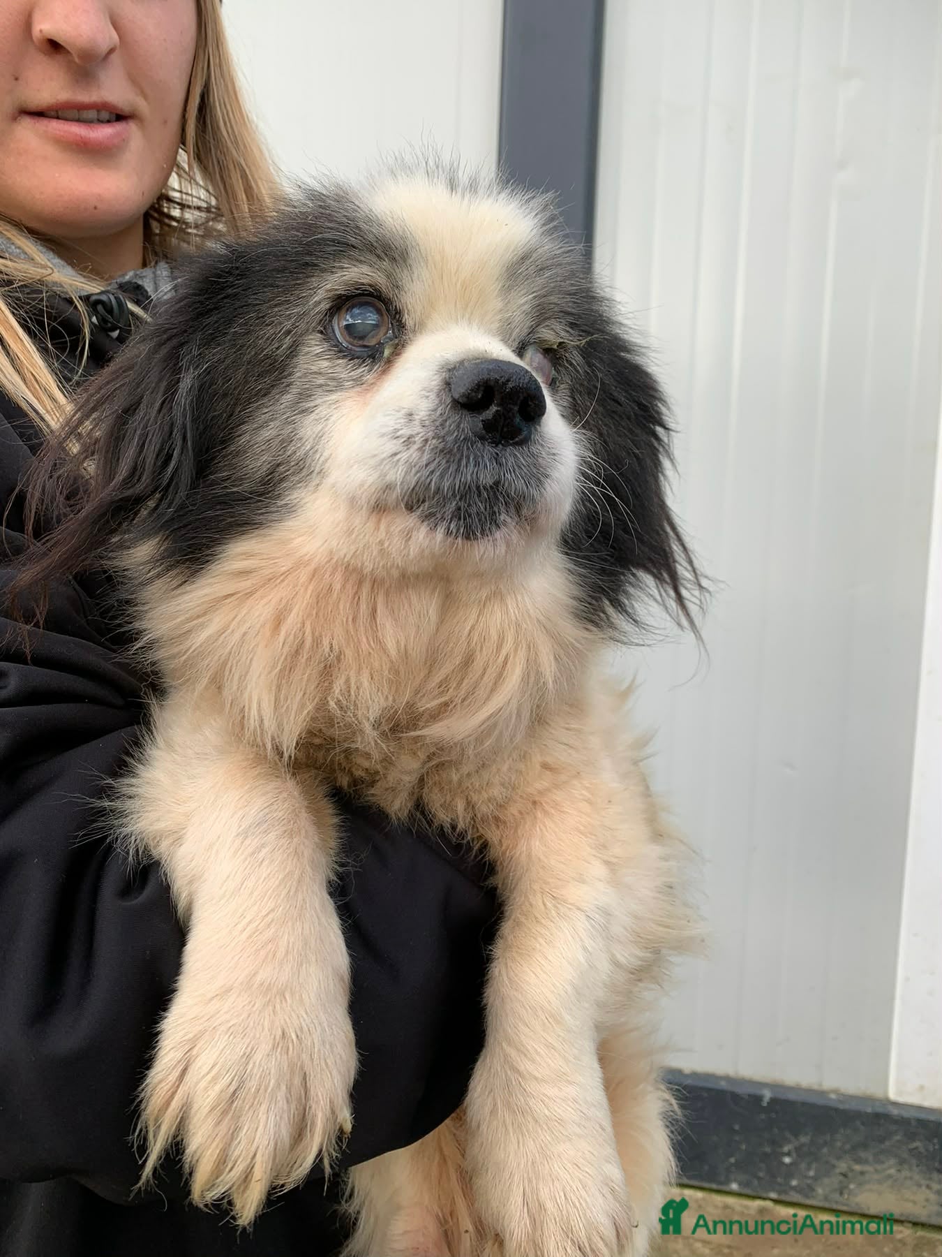 Meticcio cani GOLIA, dolce nonnino solo al freddo. AIUTIAMOLO! - Annuncio 2