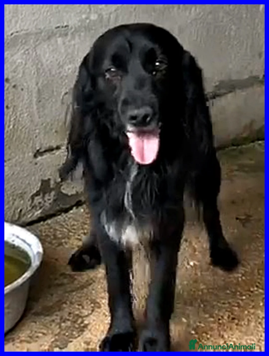 Meticcio cani in regalo: ROC 8anni circa  cerca un po' d'amore a Città Metropolitana di Torino - Annuncio 2