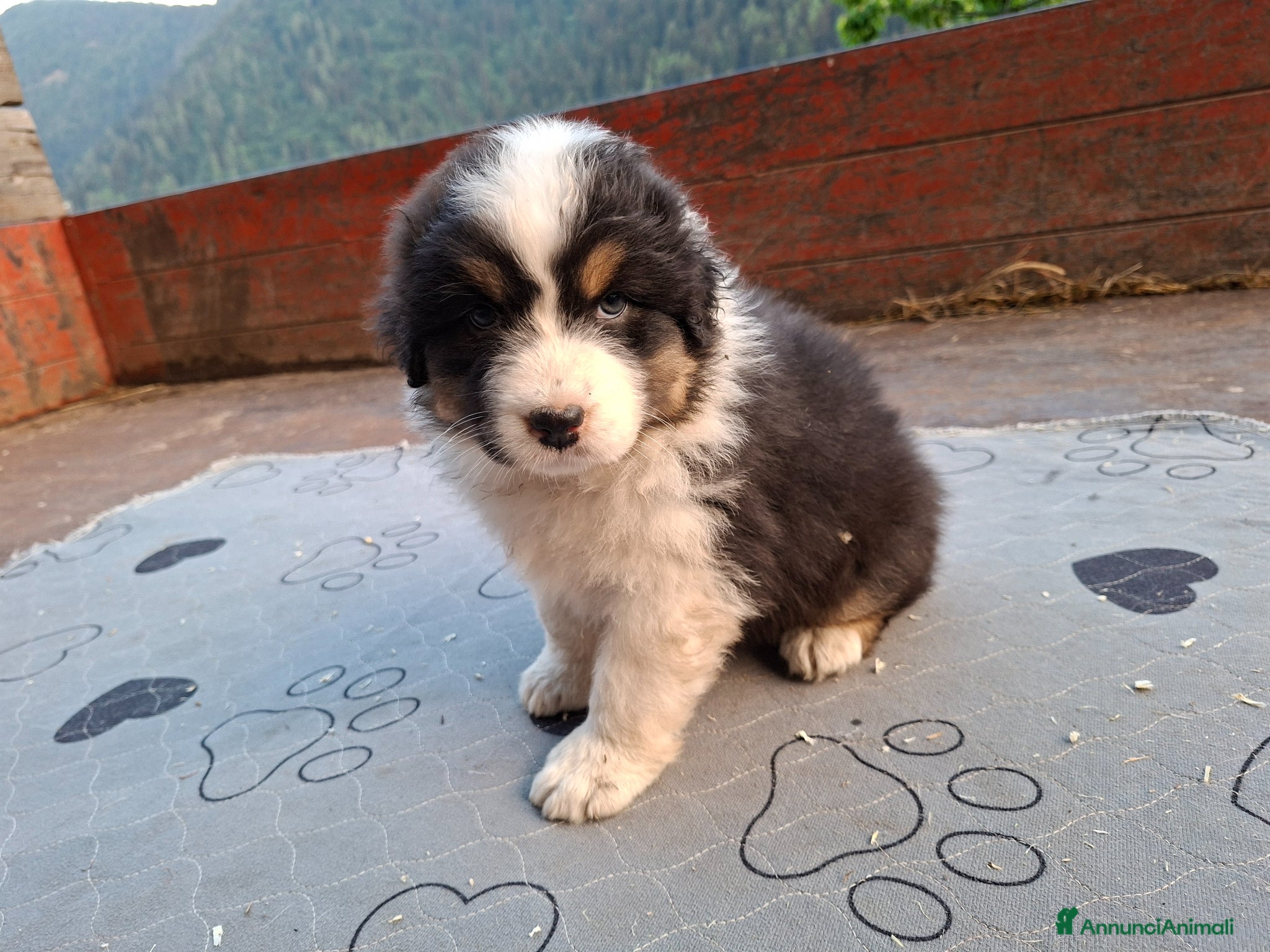 Australian Shepherd cani in vendita: Cucciole blacktricolor nbt - Annuncio 14