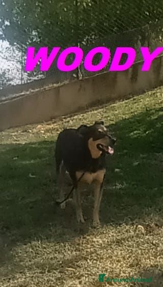 Meticcio cani WOODY 3anni bella timidina - Annuncio 24