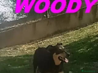 Meticcio cani WOODY 3anni bella timidina - Annuncio 14