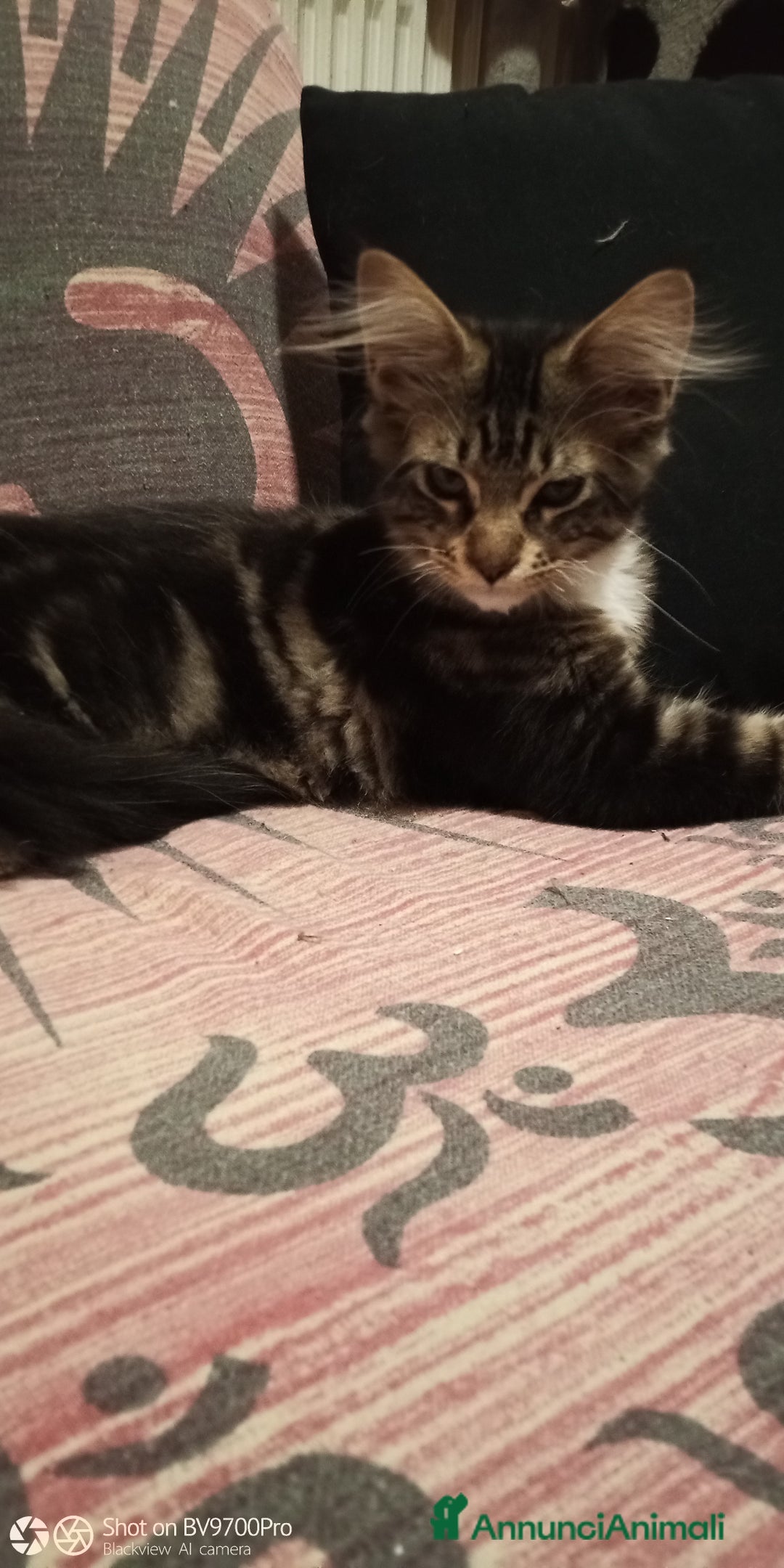 Maine Coon gatti in vendita: Maine coon  a Città metropolitana di Milano - Immagine 4