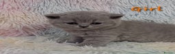 British gatti in vendita: Cucciole British shorthair  - Annuncio 11