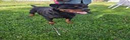 Rottweiler cani in regalo: Xena, in canile - Annuncio 11