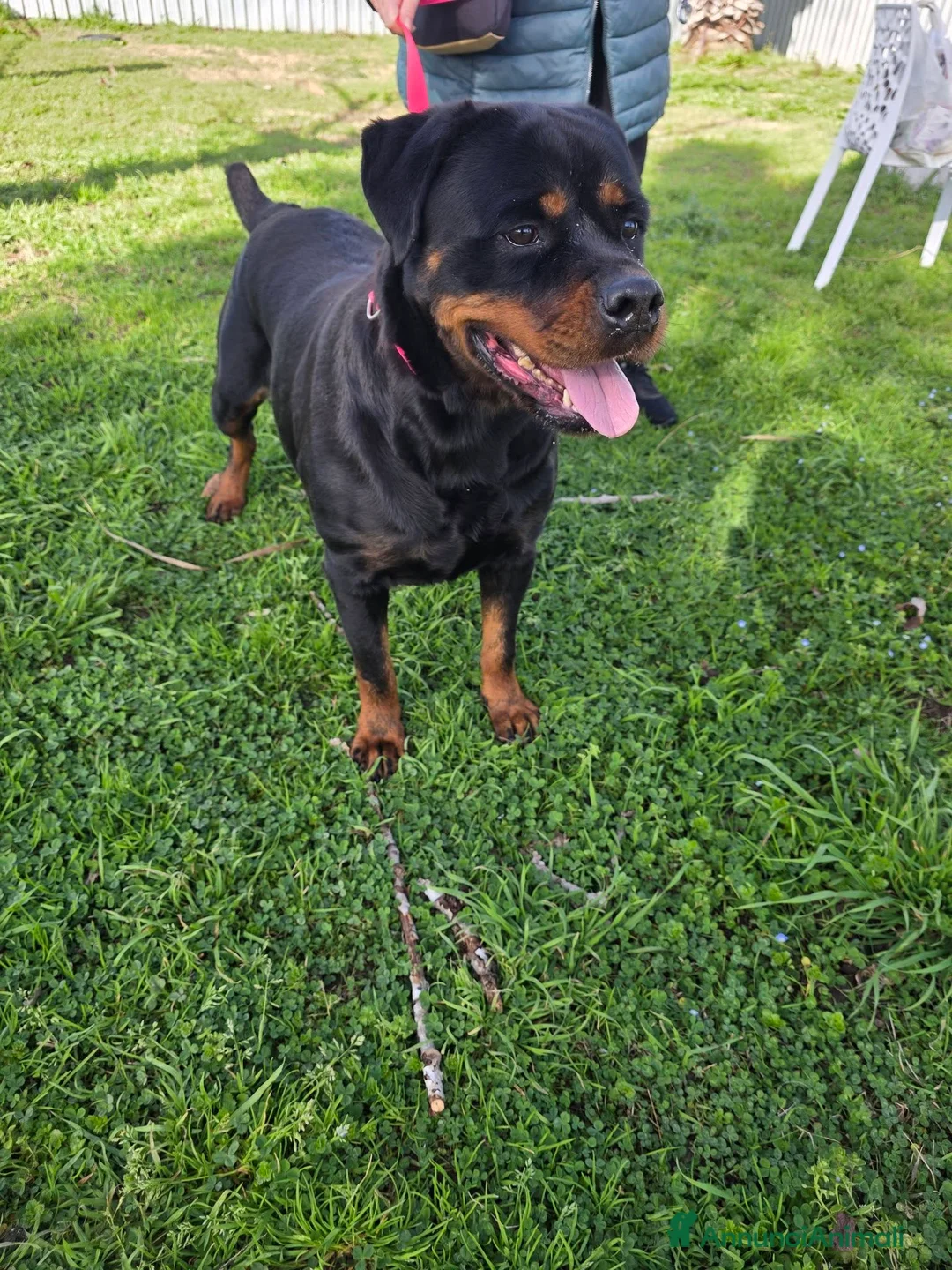Rottweiler cani in regalo: Xena, in canile - Annuncio 11