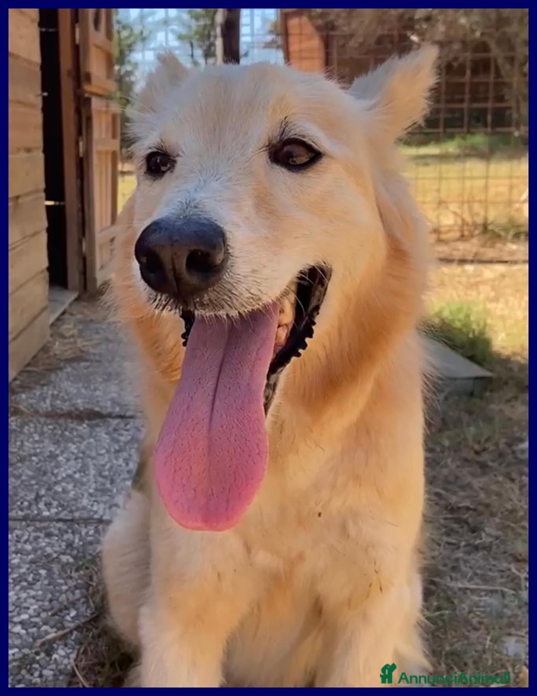 Meticcio cani in regalo: LUCKY-COTONE, IL NOSTRO ANGELO PELOSO, ASPETTA ANC a Città metropolitana di Milano - Annuncio 3