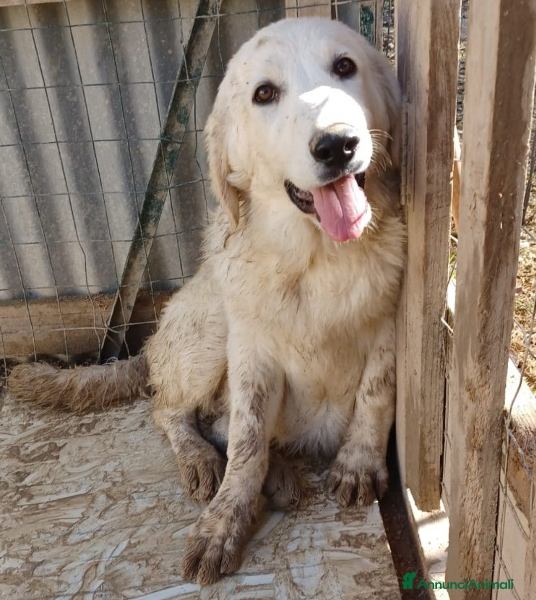 Pastore Maremmano cani in regalo: ADOTTA IL SIMPATICO JACK a Provincia autonoma di Bolzano - Alto Adige - Annuncio 1