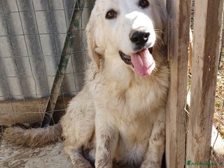 Pastore Maremmano cani ADOTTA IL SIMPATICO JACK a Provincia autonoma di Bolzano - Alto Adige - Annuncio 39