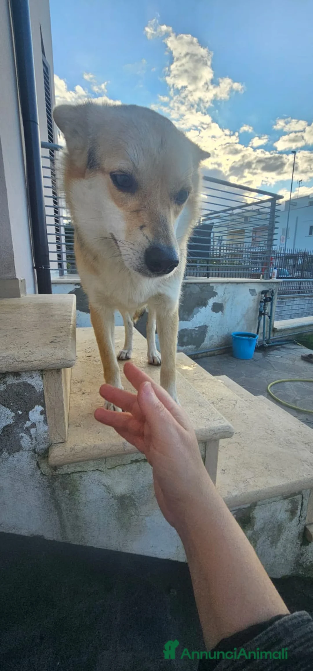 Altre razze cani in regalo: JOI 1 ANNO E MEZZO - Annuncio 3