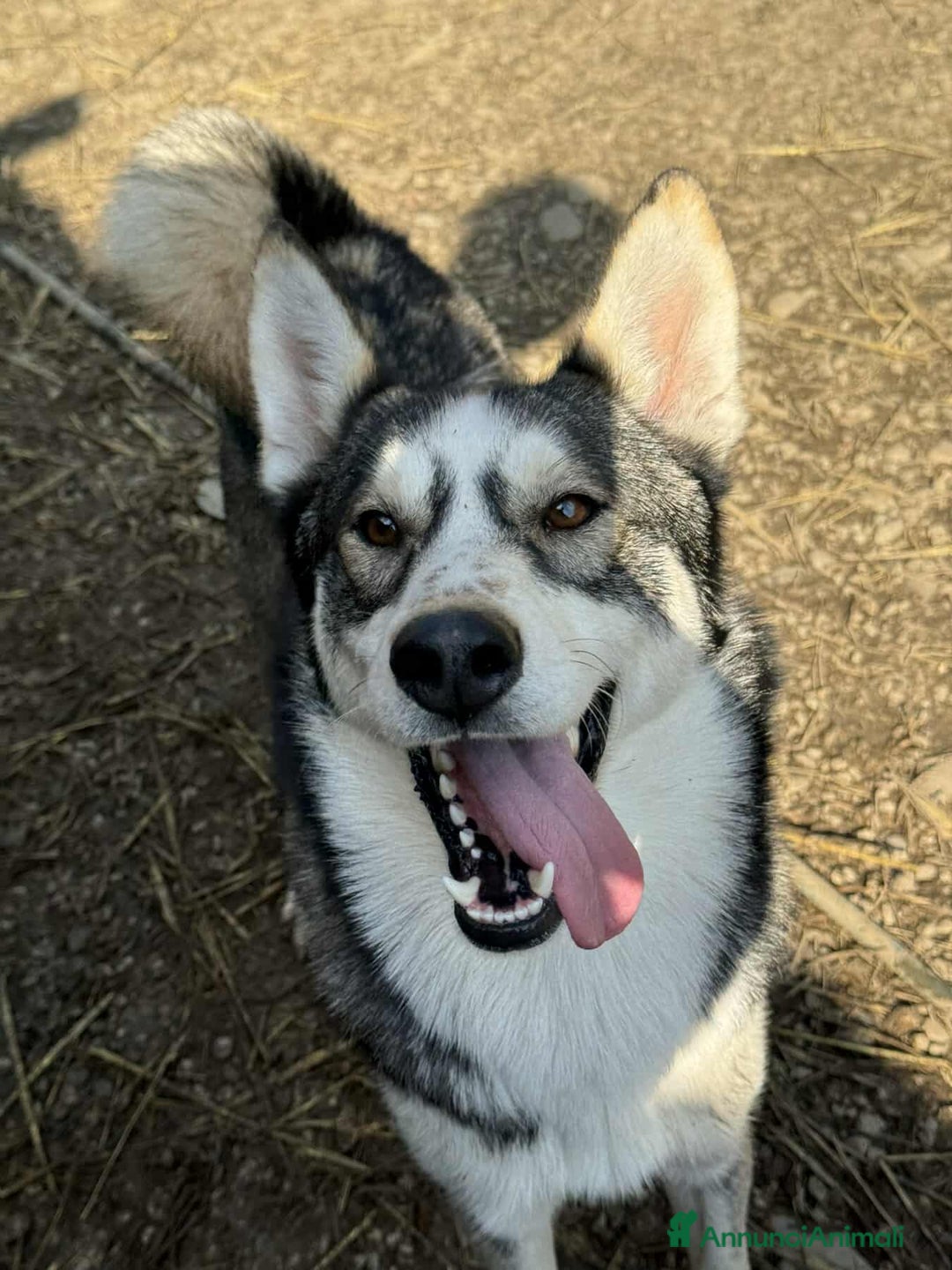 Husky cani in regalo: BALTO, cucciolone MIX HUSKY simpaticissimo! - Annuncio 2