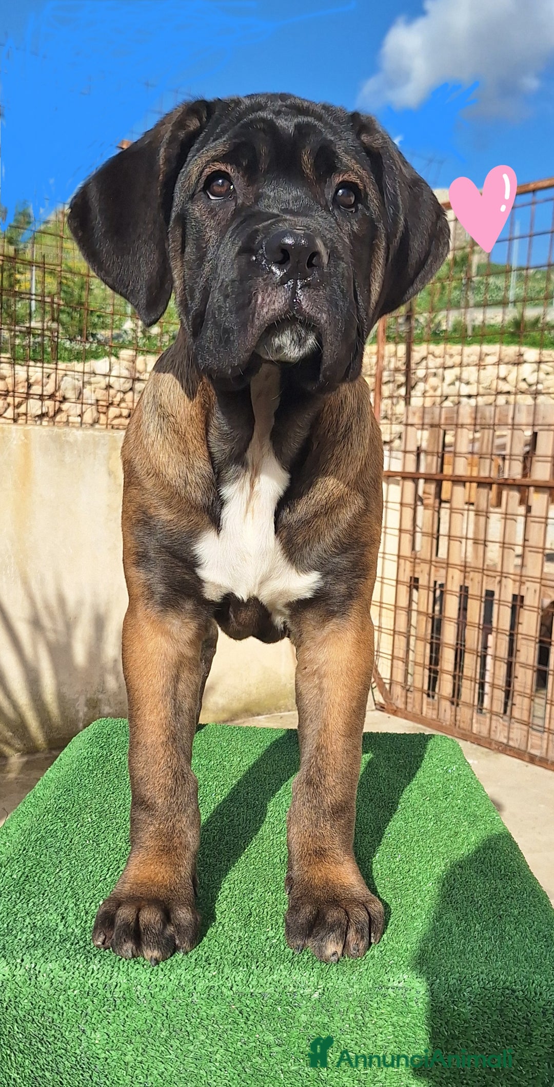 Cane Corso cani in vendita: Cucciole Cane Corso Pedigree - Annuncio 15