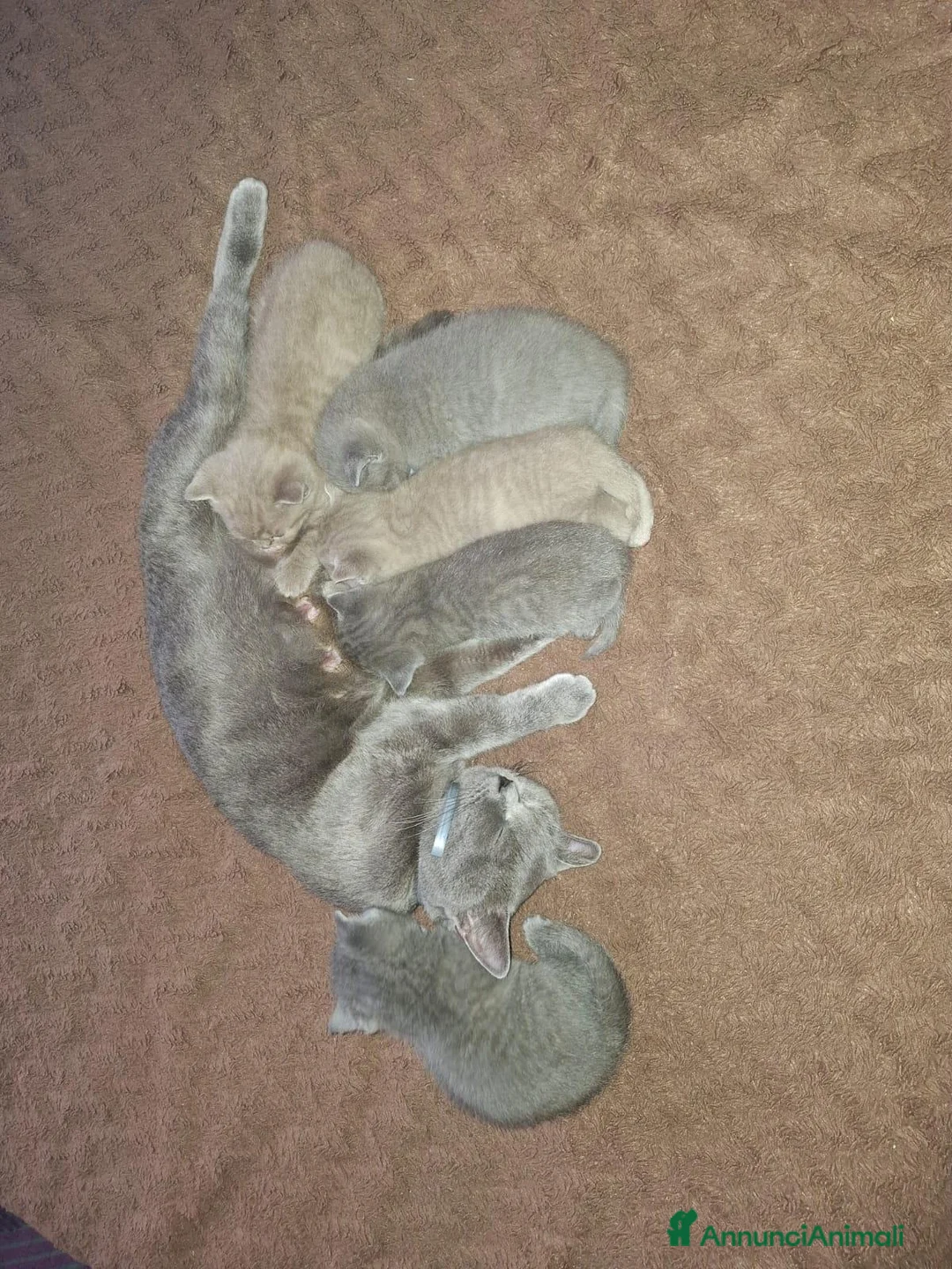 British gatti per accoppiamento: British shorthair lilac  - Annuncio 2